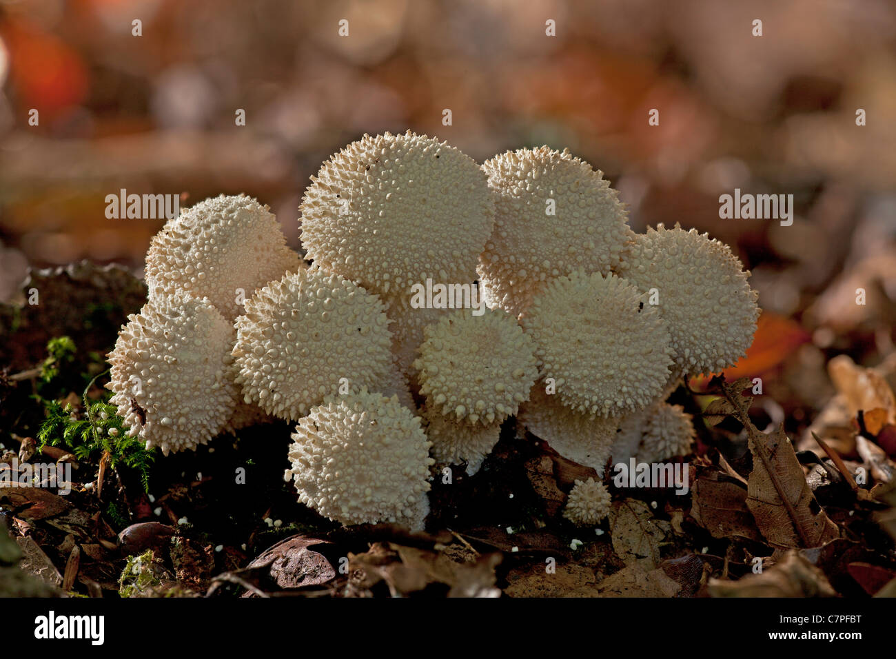 Eine Gruppe von gemeinsamen Flaschenboviste, Lycoperdon Perlatum im tiefen Schatten, New Forest. Stockfoto