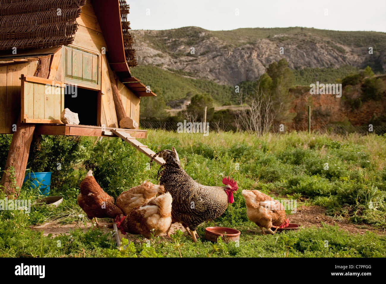 Hühner und Hühnerstall in Hof Stockfoto