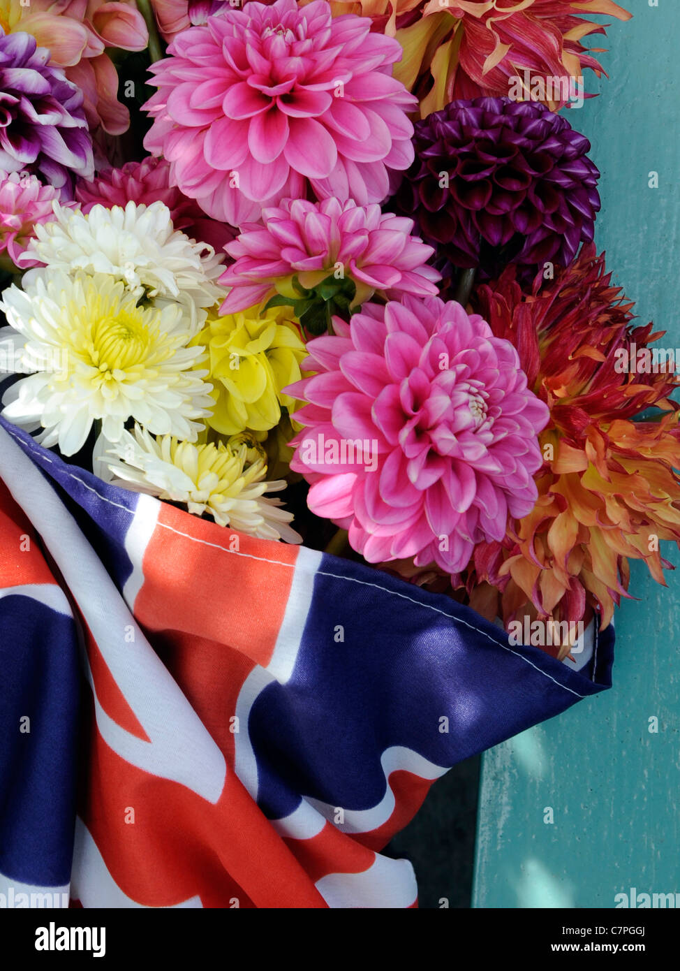 Ein Blumenstrauß Dahlien in ein Union Jack-Flagge Stockfoto