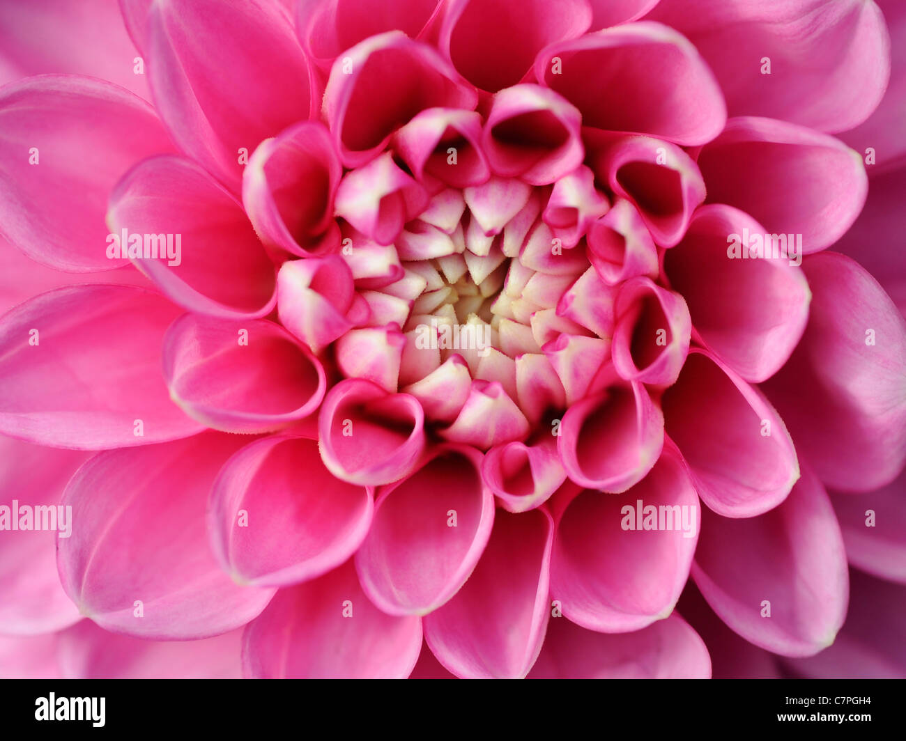 Eine Nahaufnahme von einem hellen rosa Pom Pom dahlia Stockfoto