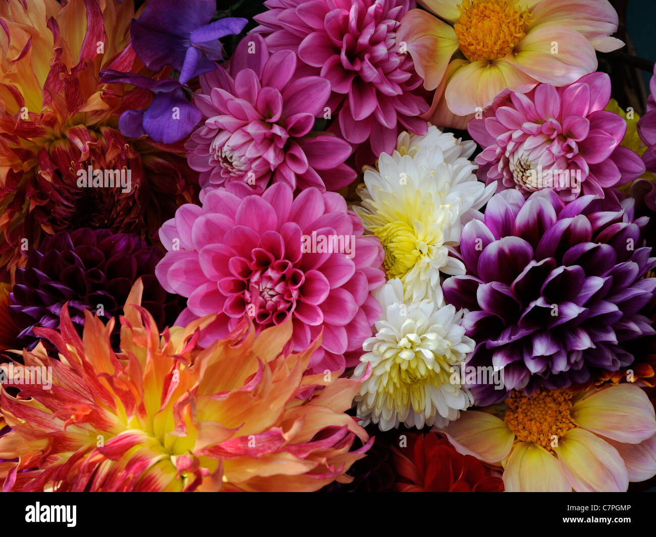 einen großen Blumenstrauß Dahlien Stockfoto