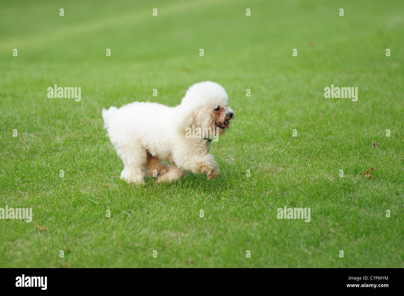 Weißer Pudelhund läuft auf der Wiese Stockfoto