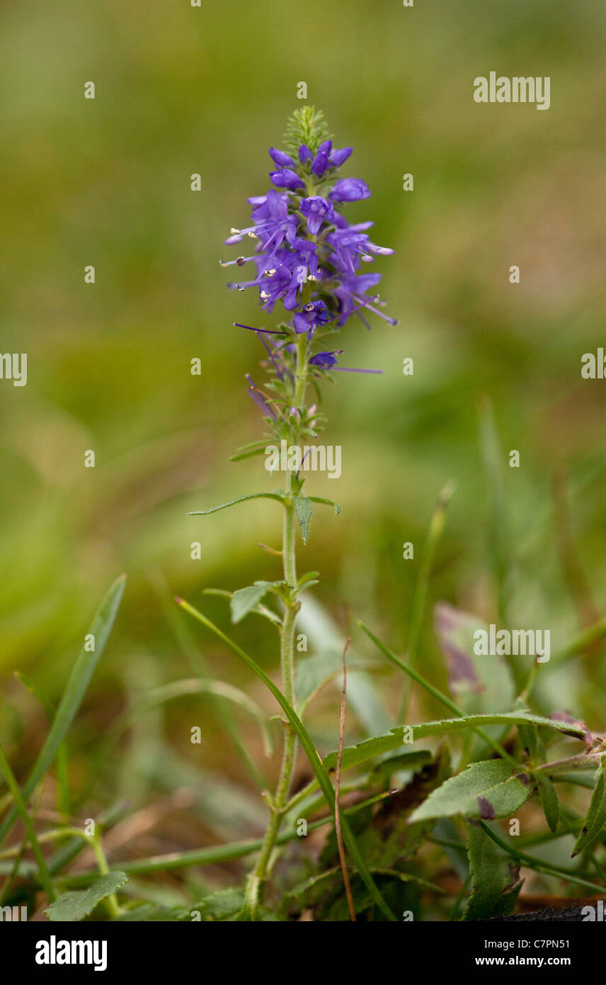 Dotierten Ehrenpreis, Veronica Spicata in Blüte. Selten in Großbritannien. Kalkstein Grünland. Stockfoto