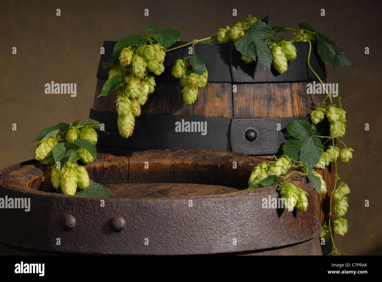 Stillleben mit Hopfen Stockfoto