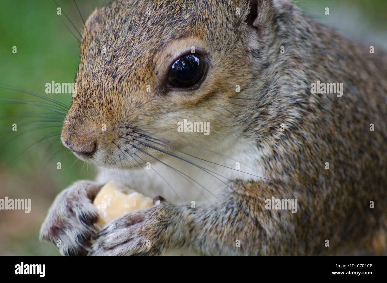 Graue Eichhörnchen Essen einen Nuss-Höhenplan Stockfoto