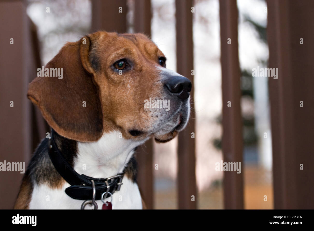 Ein junger Beagle Hund blickte auf der linken Seite mit allerlei Exemplar. Stockfoto