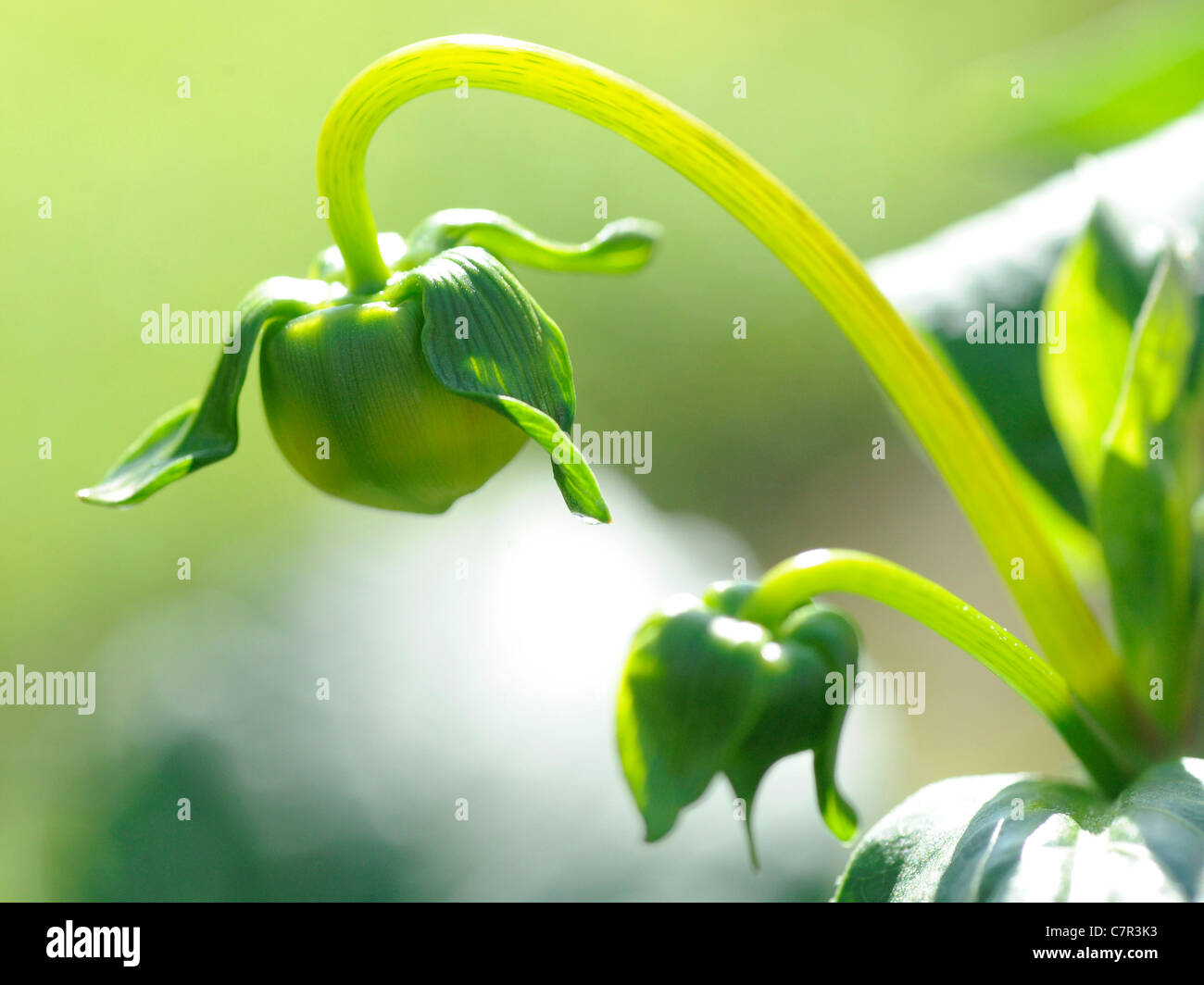 Junge Triebe an einer Dahlie Pflanze Stockfoto