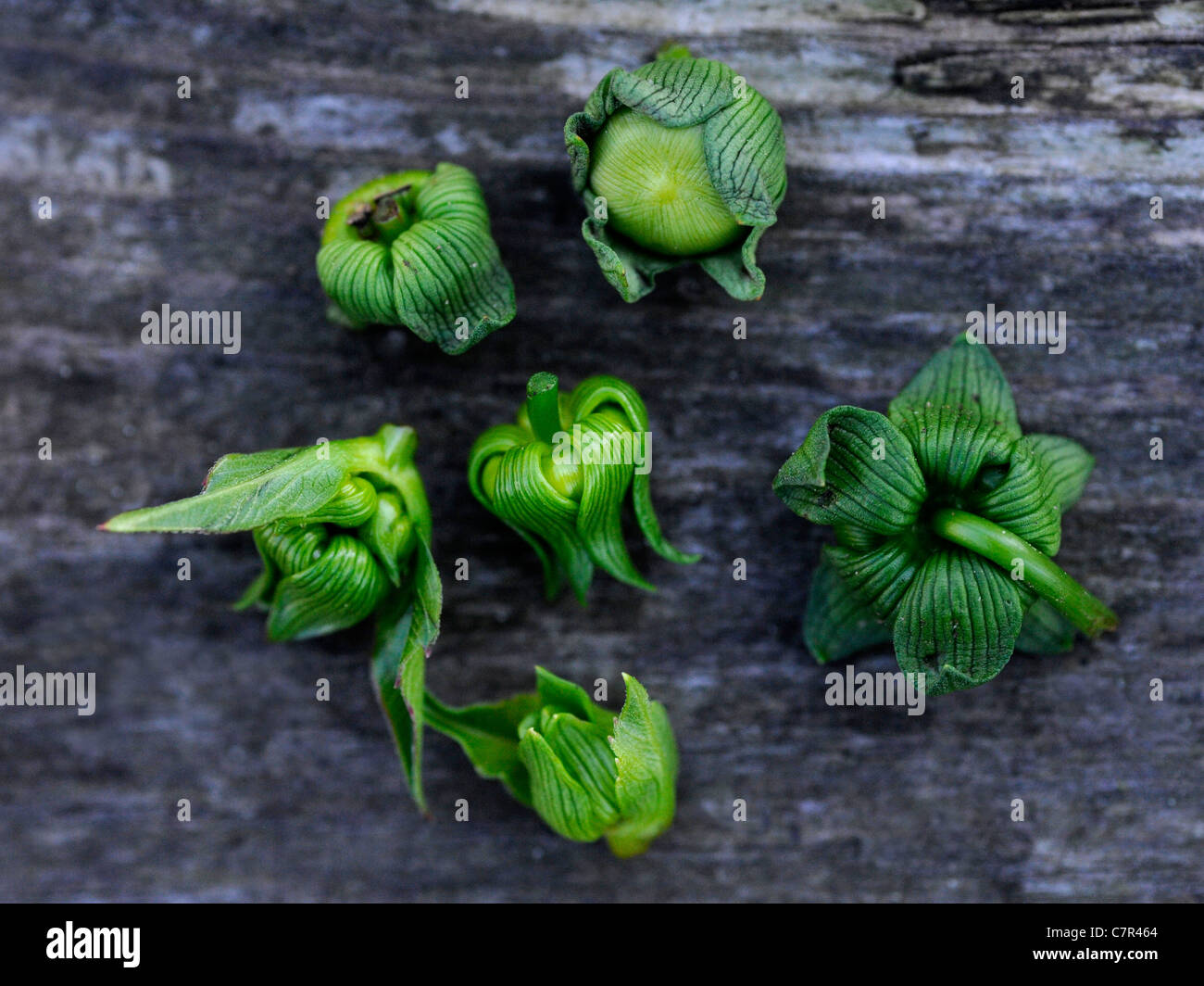 Knospen von eine debudded Dahlie Stockfotografie Alamy