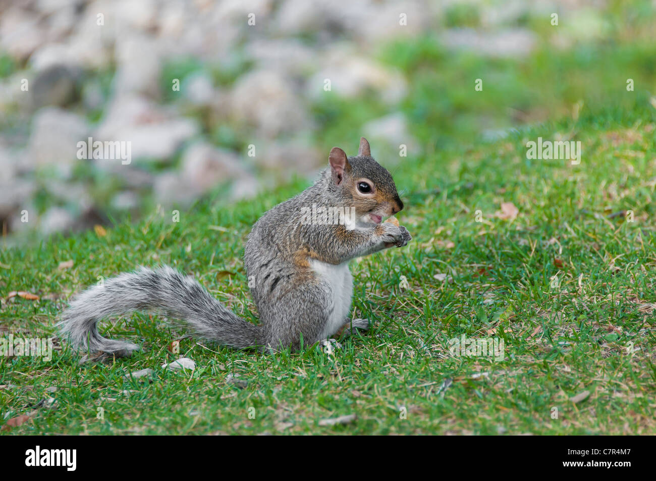 Graue Eichhörnchen Montreal Kanada Stockfoto