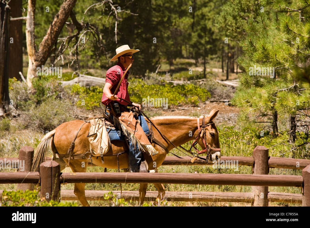 Junger Mann auf Pferd am Bryce Canyon National Park Utah USA Stockfoto