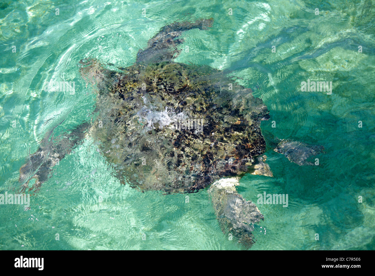 Meeresschildkröte, Sabah, Borneo, Malaysia Stockfoto