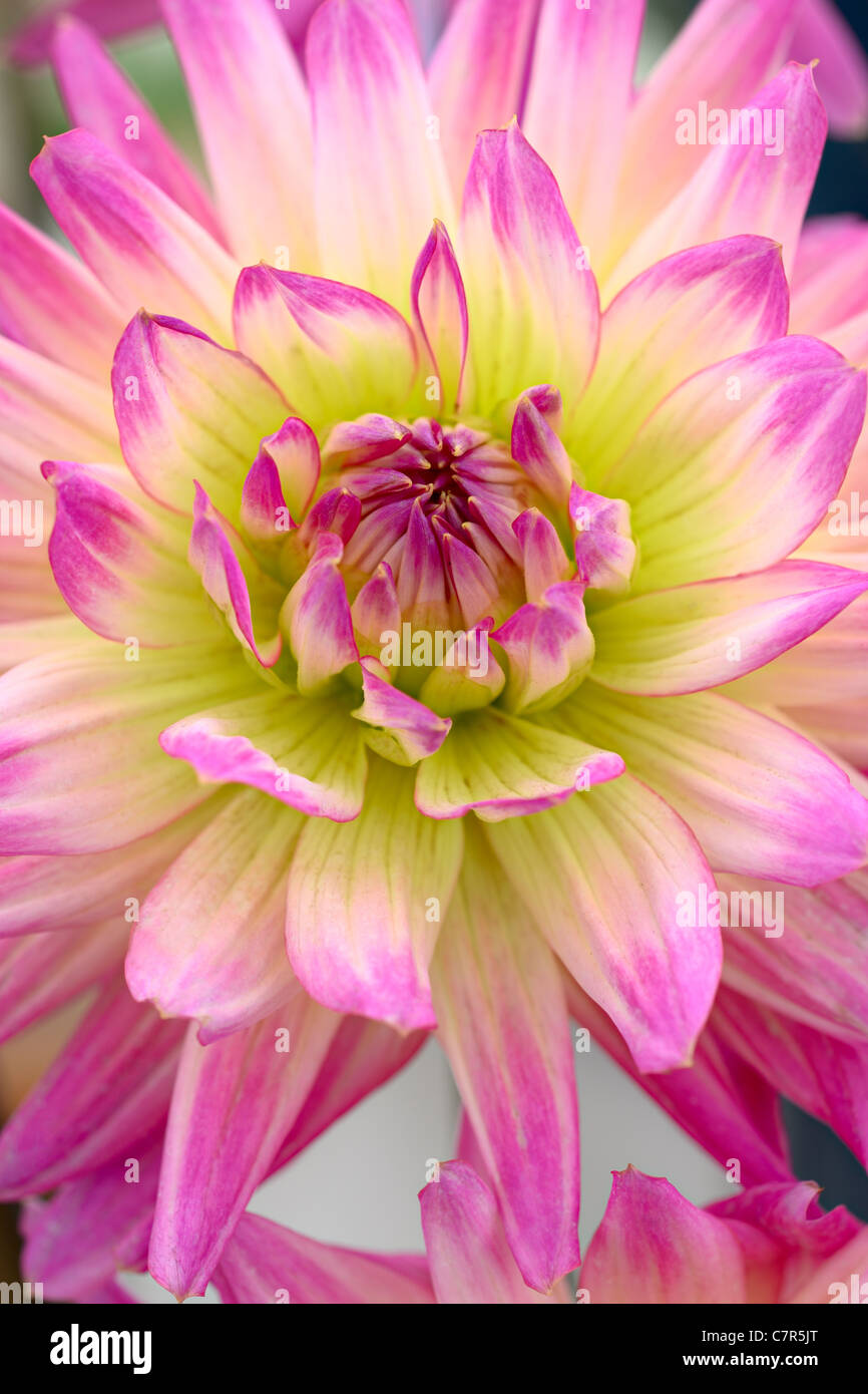 Chrysanthemen-Blüte Stockfoto