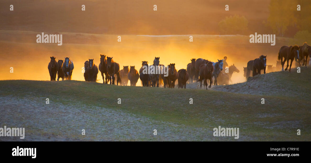 Pferde auf der Ranch, Innere Mongolei, China Stockfoto