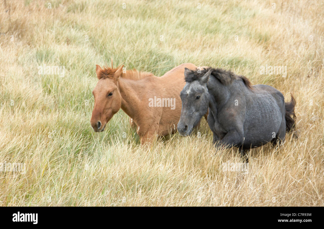 Pferde auf der Ranch, Innere Mongolei, China Stockfoto