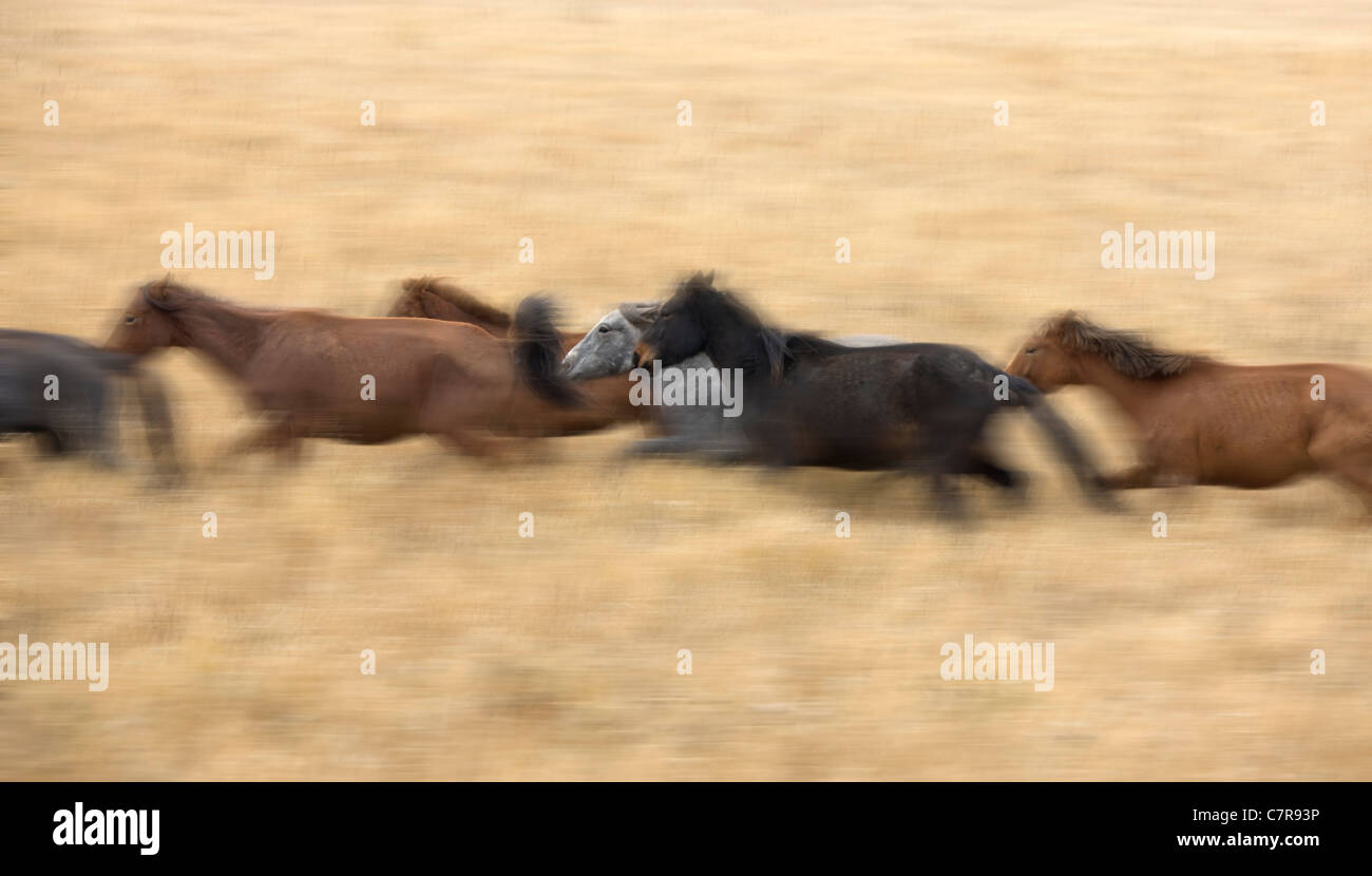 Pferde auf der Ranch, Innere Mongolei, China Stockfoto