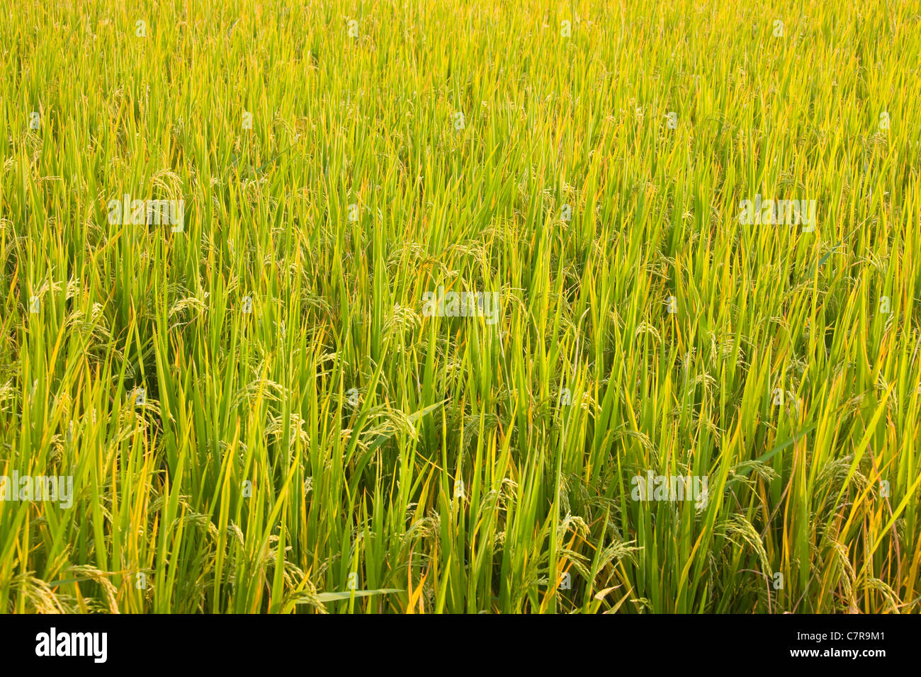 Reis Pflanzen, Provinz Guangxi, China Stockfoto