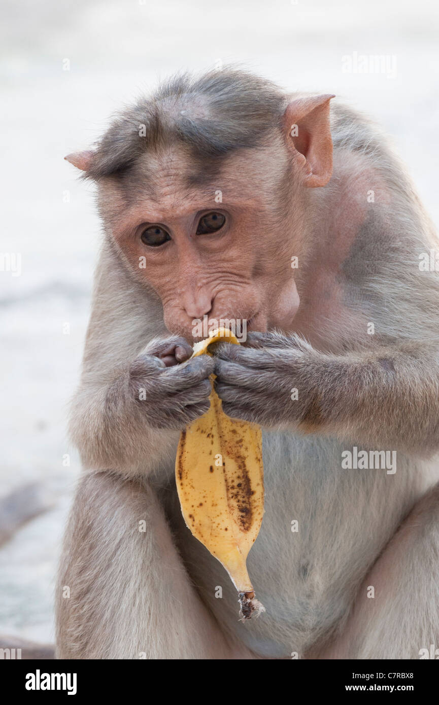 Macaca Radiata. Weibliche Motorhaube Makaken-Affen eine Banane essen. Indien Stockfoto Macaca Radiata. Weibliche Motorhaube Makaken-Affen eine Banane essen. Indien Stockfoto