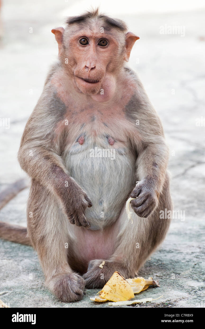 Macaca Radiata. Weibliche Motorhaube Makaken-Affen eine Banane essen. Indien Stockfoto Macaca Radiata. Weibliche Motorhaube Makaken-Affen eine Banane essen. Indien Stockfoto