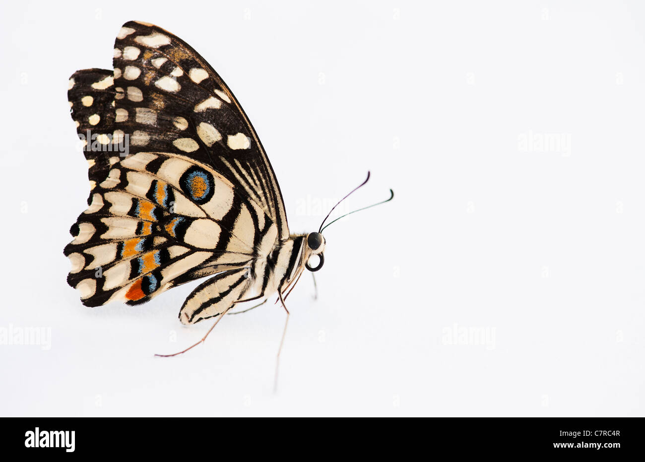 Papilio Demoleus. Kalk-Schmetterling auf weißem Hintergrund Stockfoto