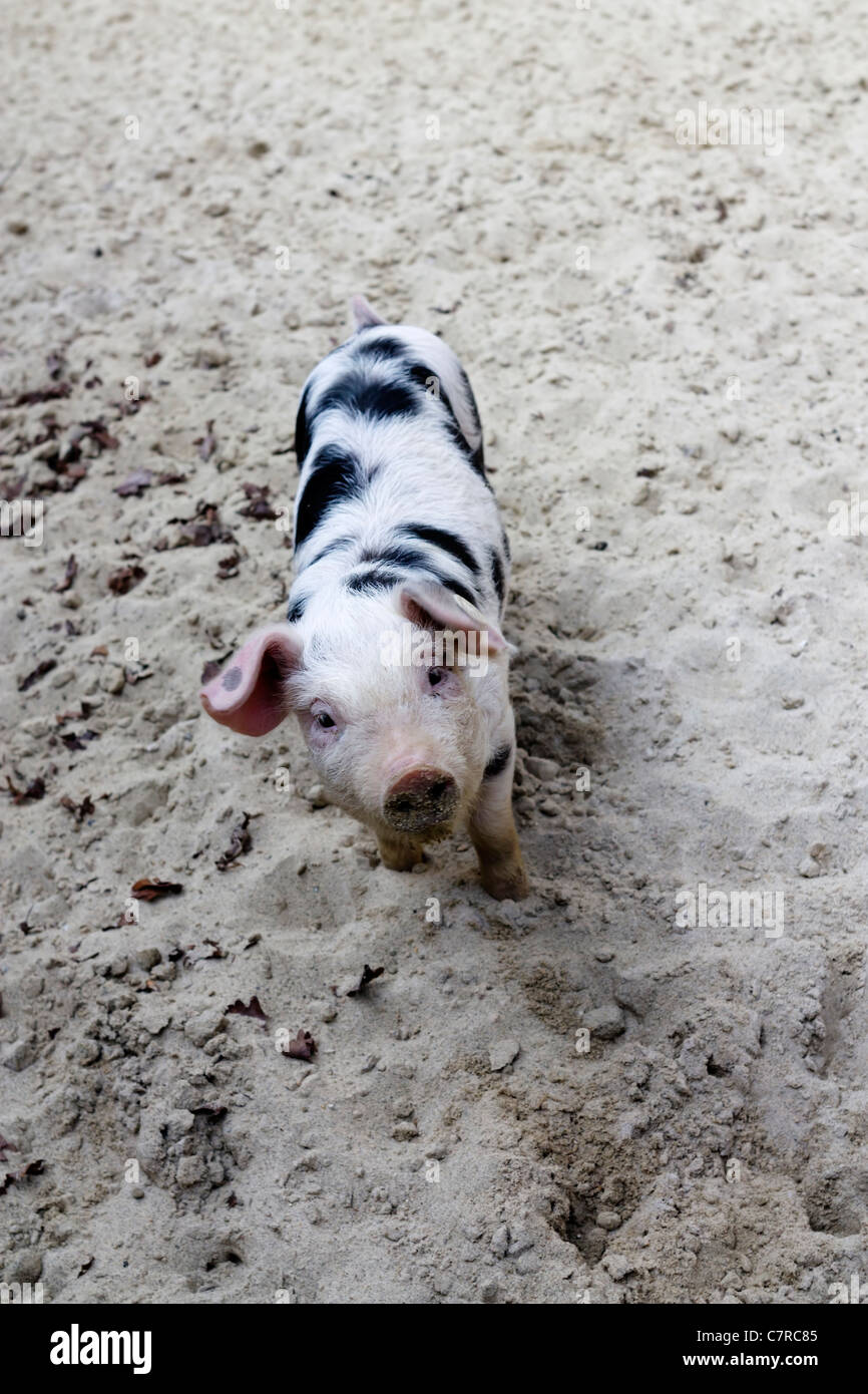 Outdoor-Bild von einem jungen Bentheim schwarz Pied mit Textfreiraum. Stockfoto