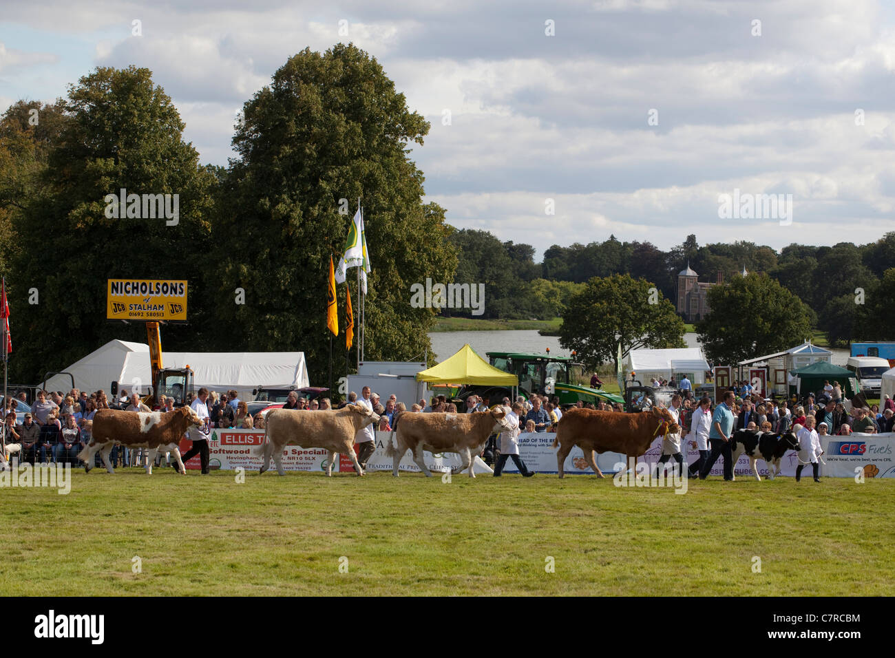 Aylsham Landwirtschaftsausstellung, Norfolk. Rinder-Rassen-Parade, im Ehrenring. Blickling Immobilien, Norfolk. Stockfoto