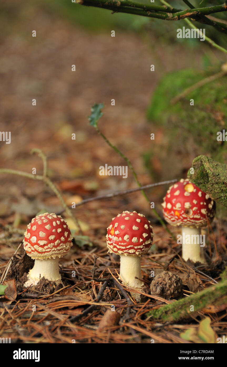 Drei neu gewachsenen Fliegenpilz-Pilze in einem Waldgebiet - Amanita Muscaria-Pilze Stockfoto