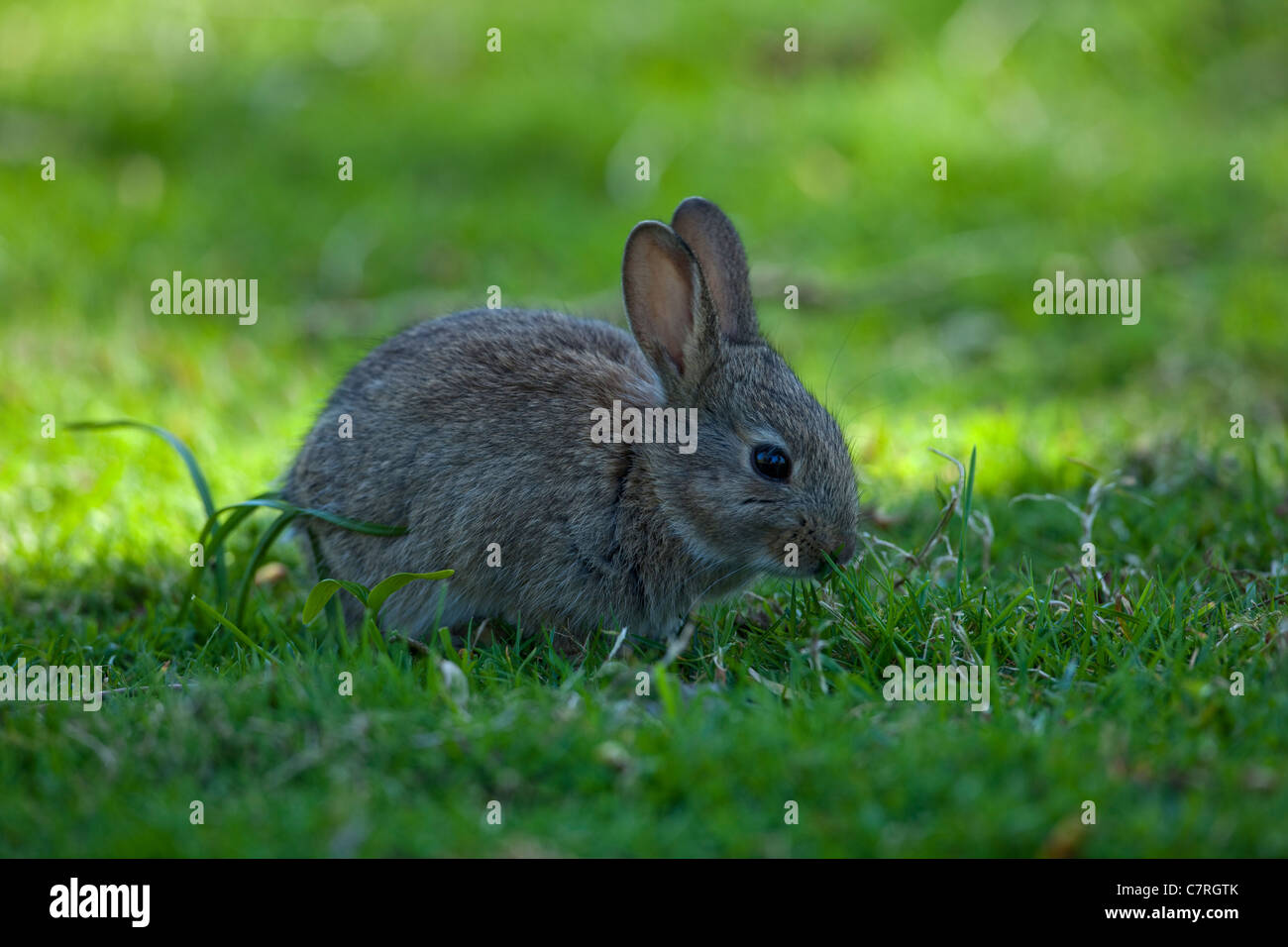 Kaninchen 8 Wochen Alt Ernährung Wildkaninchen mit negativem raum -Fotos und -Bildmaterial in hoher