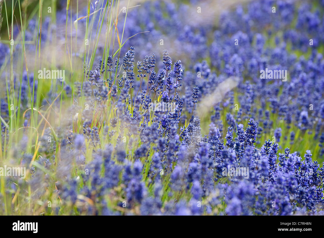 Lavandula intermedia grosso Fotos und Bildmaterial in hoher Auflösung