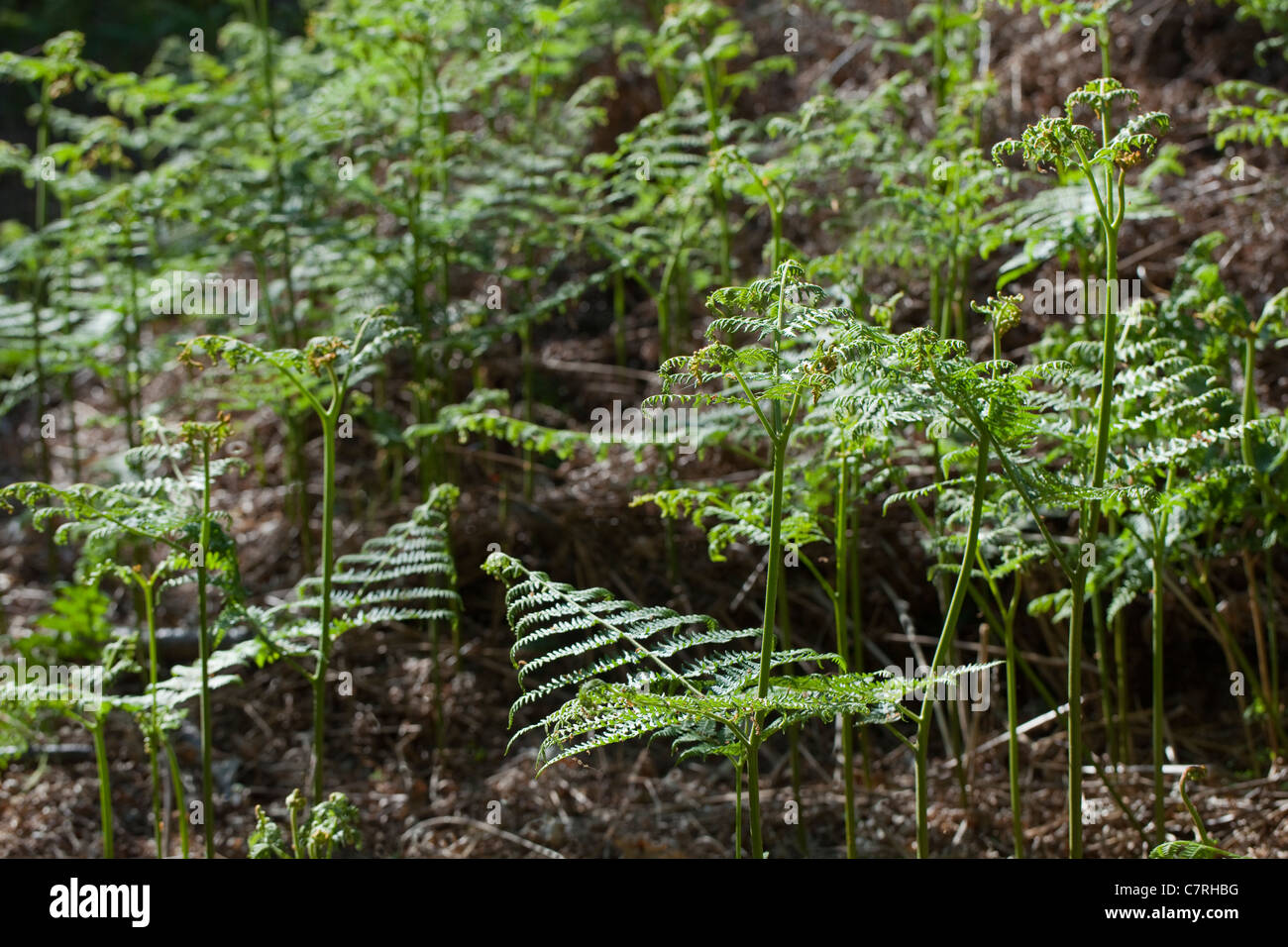 Adlerfarn (Pteridium Aquilinum). Wedel-Wachstum. Frühling, Norfolk, England. Stockfoto