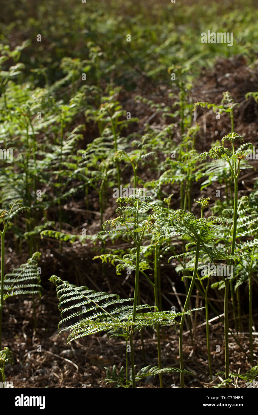 Adlerfarn (Pteridium Aquilinum). Wedel-Wachstum. Regenerierende Wald. Frühling, Norfolk, England. Stockfoto