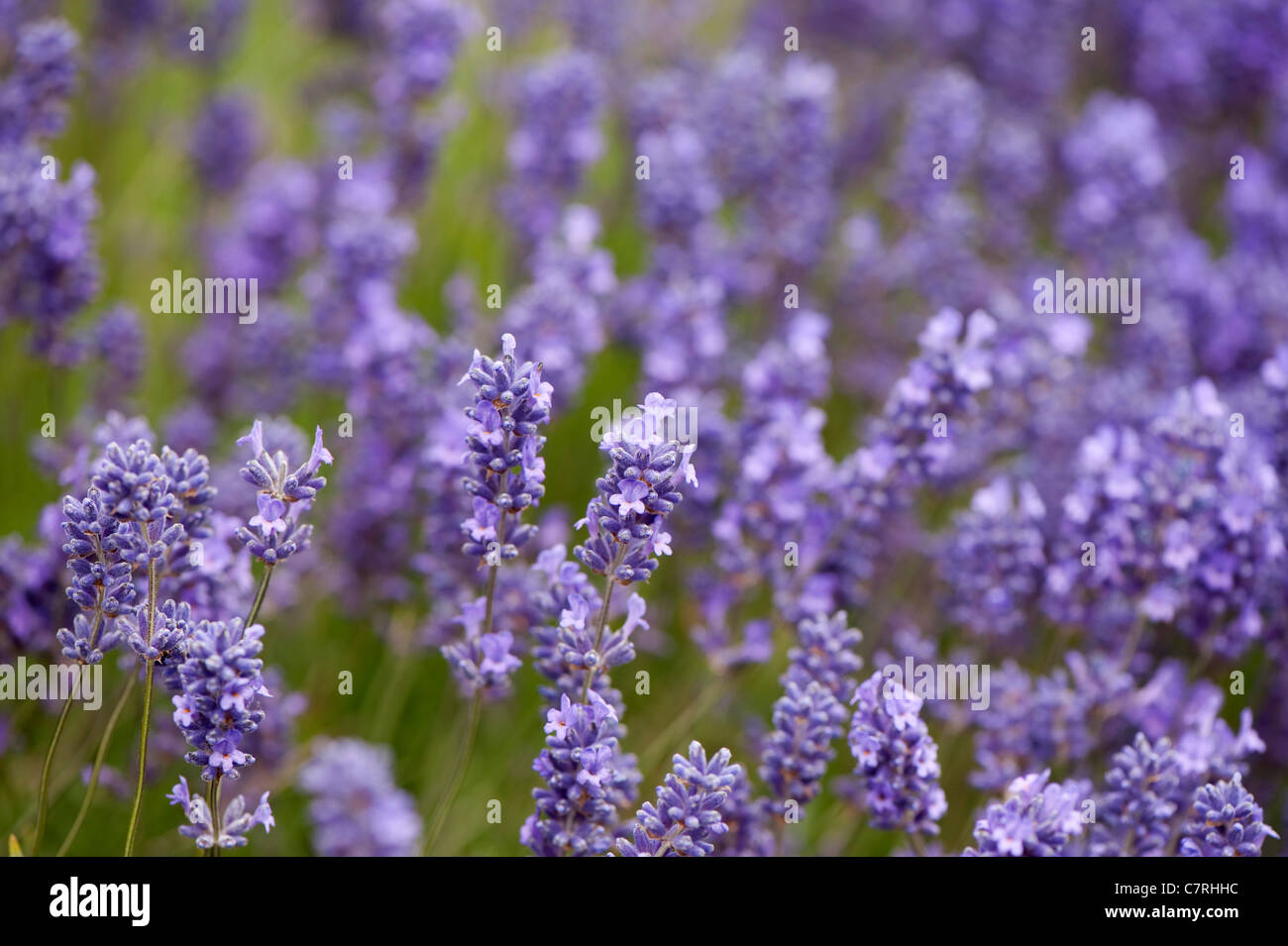 Lavendel, Lavandula x intermedia 'Grosso' Stockfoto