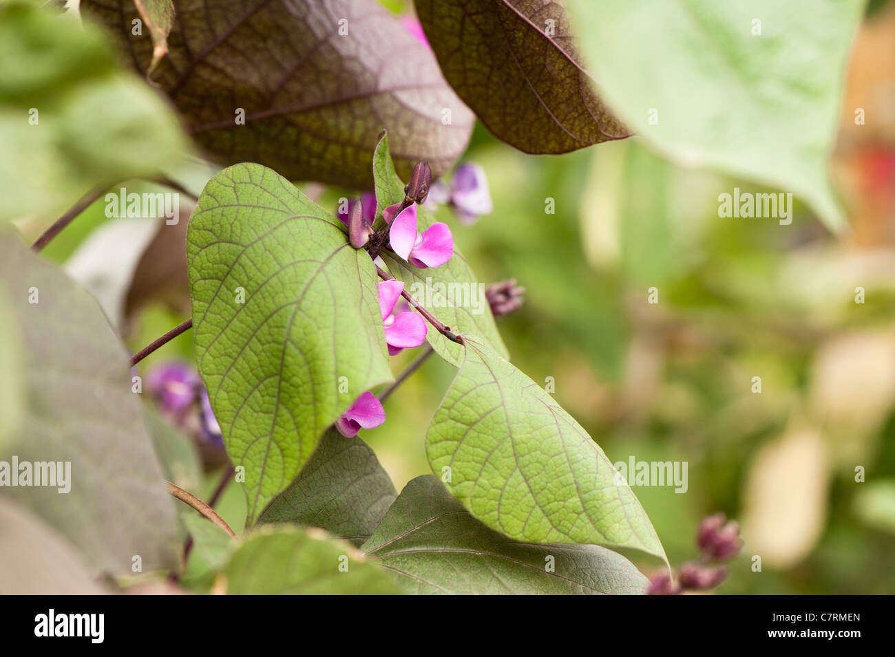 Lablab Purpureus, Lablab oder Hyacinth Bean Stockfoto