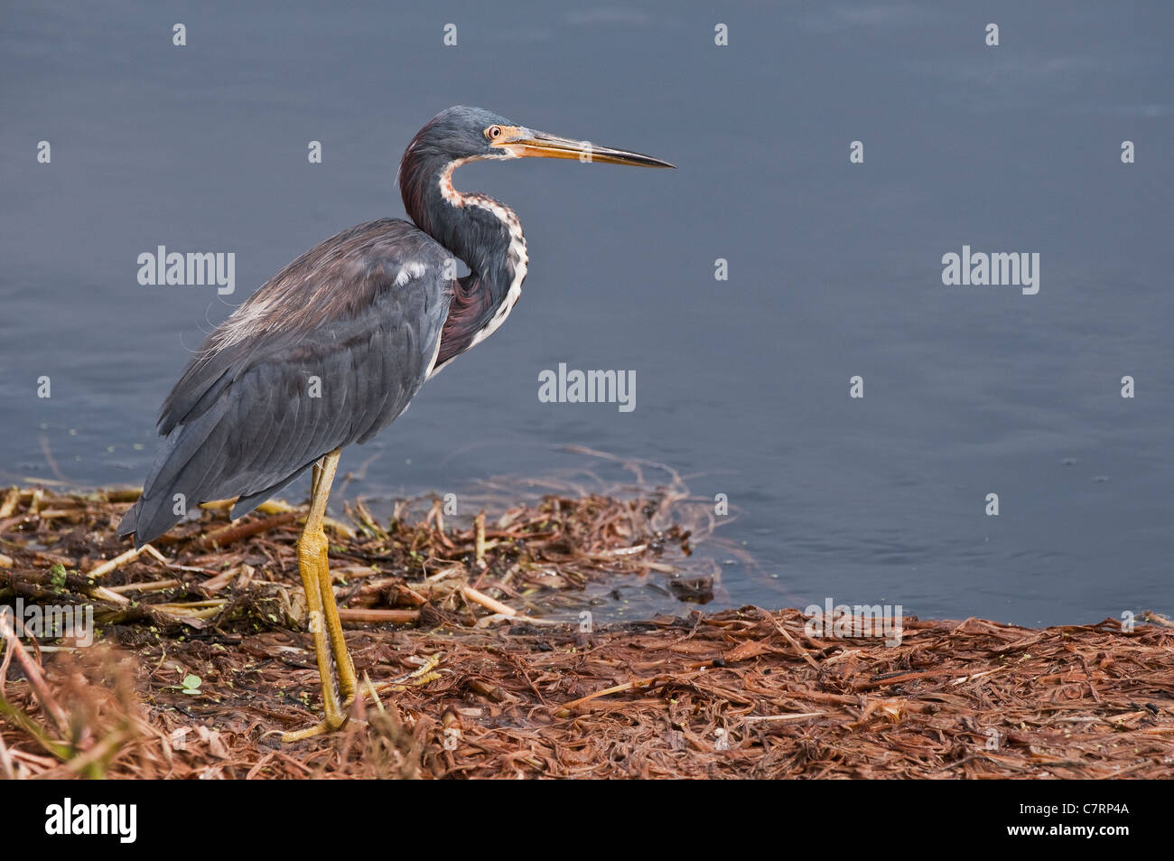 Tri-farbige Heron im Myakka River State Park, South West Florida, USA. Stockfoto