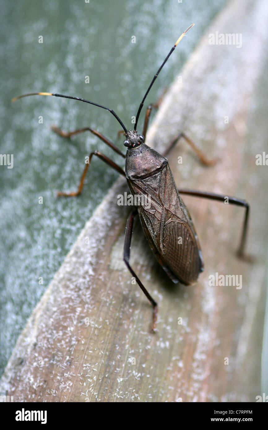 Weibliche Bug Notobitus sp. Stockfoto