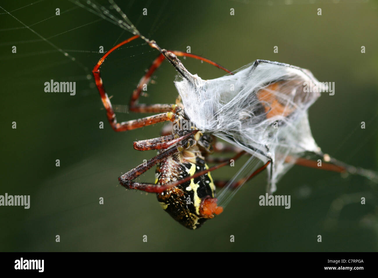 Signatur-Spider Argiope SP. kapselt Beute In seinem seidenen Steg Stockfoto