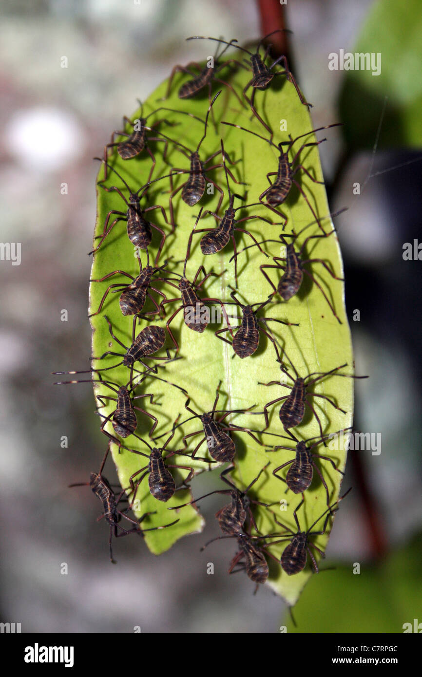 Fehler Nymphen auf einem Blatt, Sumatra, Indonesien Stockfoto