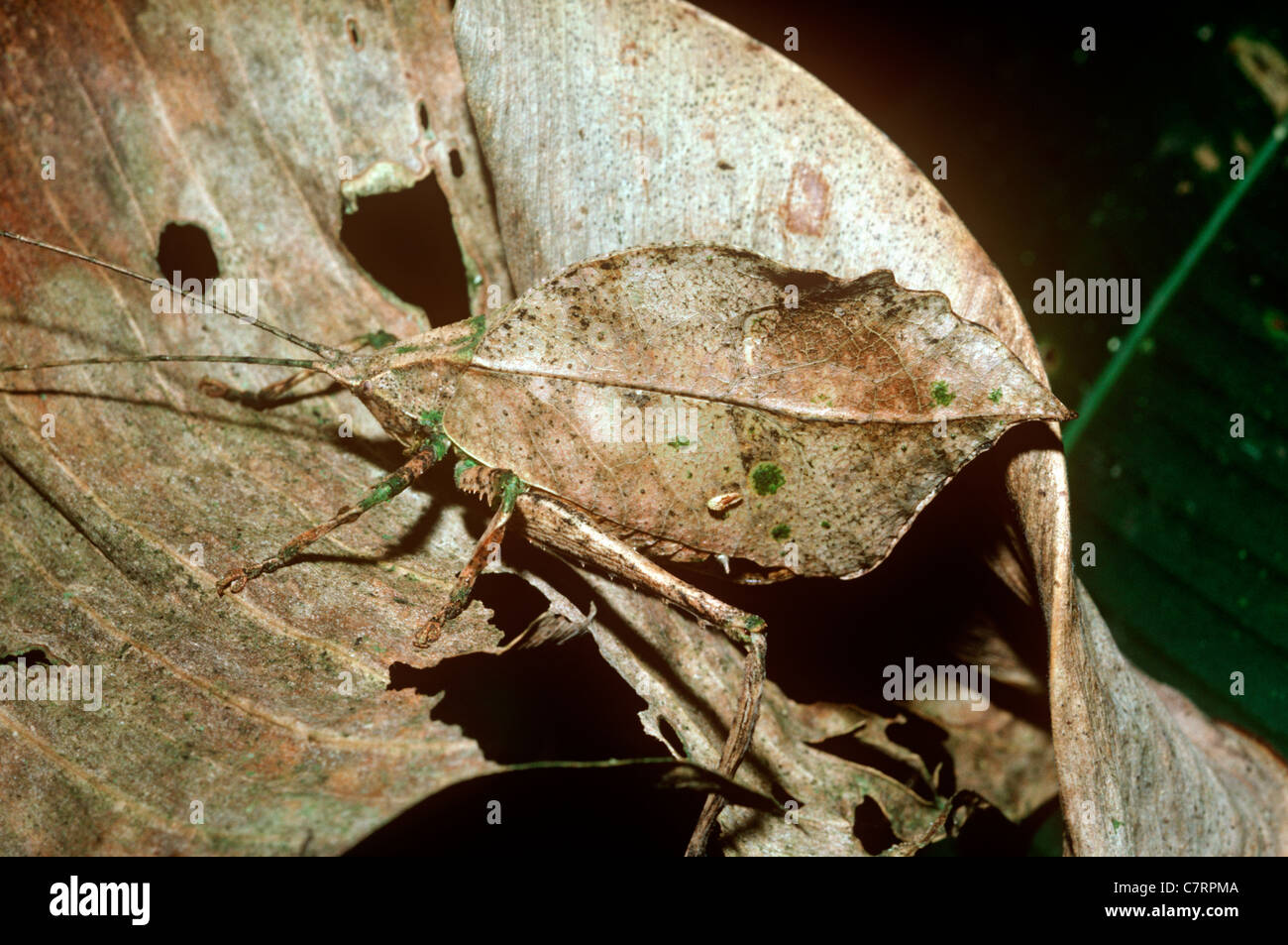 Bush-Cricket / Grashuepfer (Typophyllum SP.: Tettigoniidae) nachtaktiv, imitiert ein totes Blatt, Amazonas Regenwald, Venezuela Stockfoto