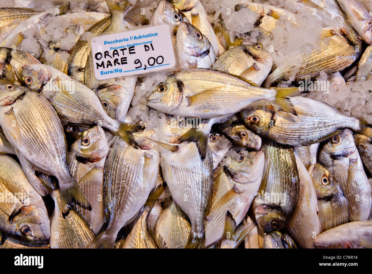 Frischer Fisch (Sparus Aurata) für den Verkauf auf dem lokalen Markt in Bologna, Italien Stockfoto