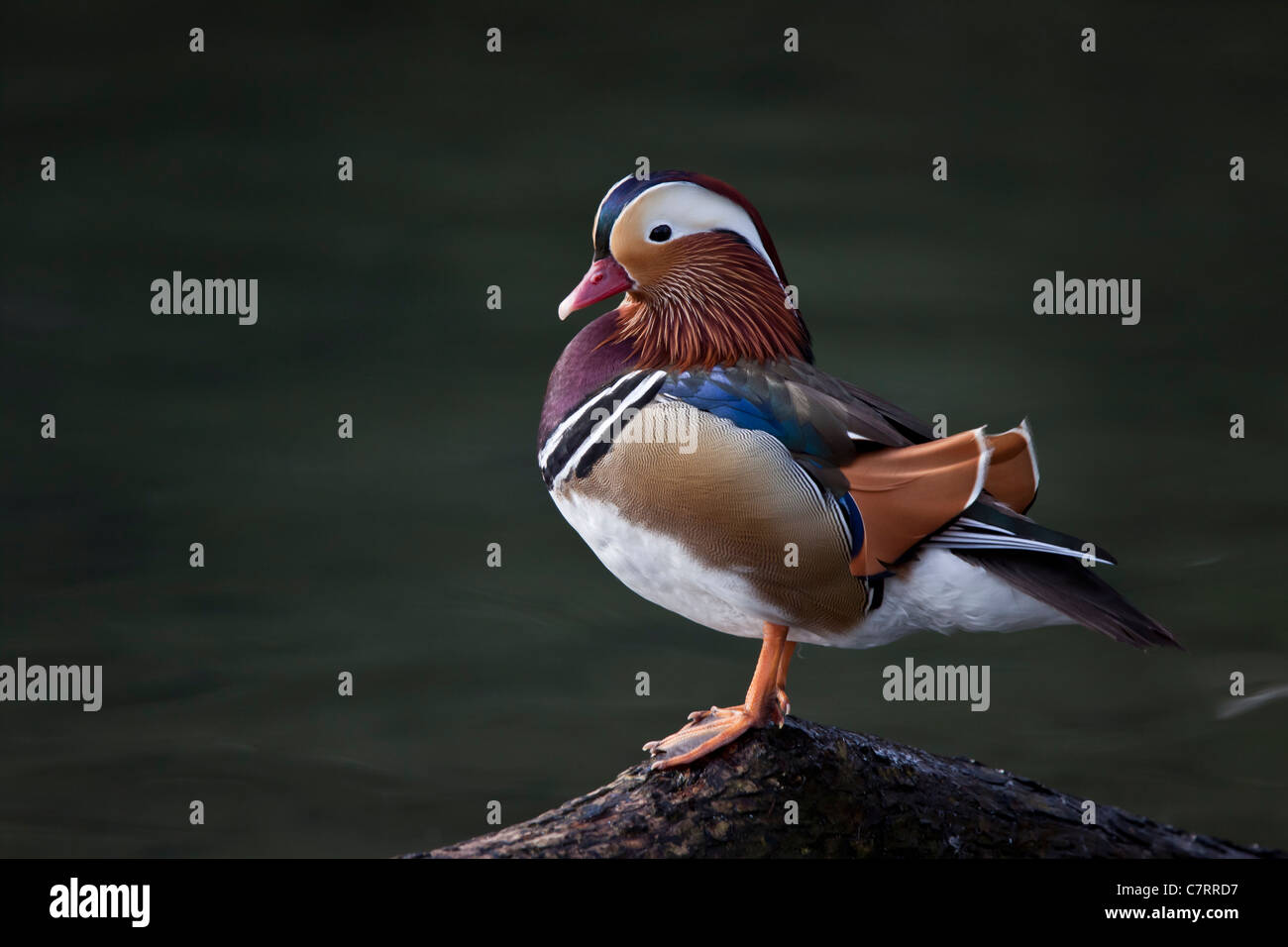 Aix Mandarin Mandarinente SCHöN SEITLICH Bunt Ente Ente Erpel