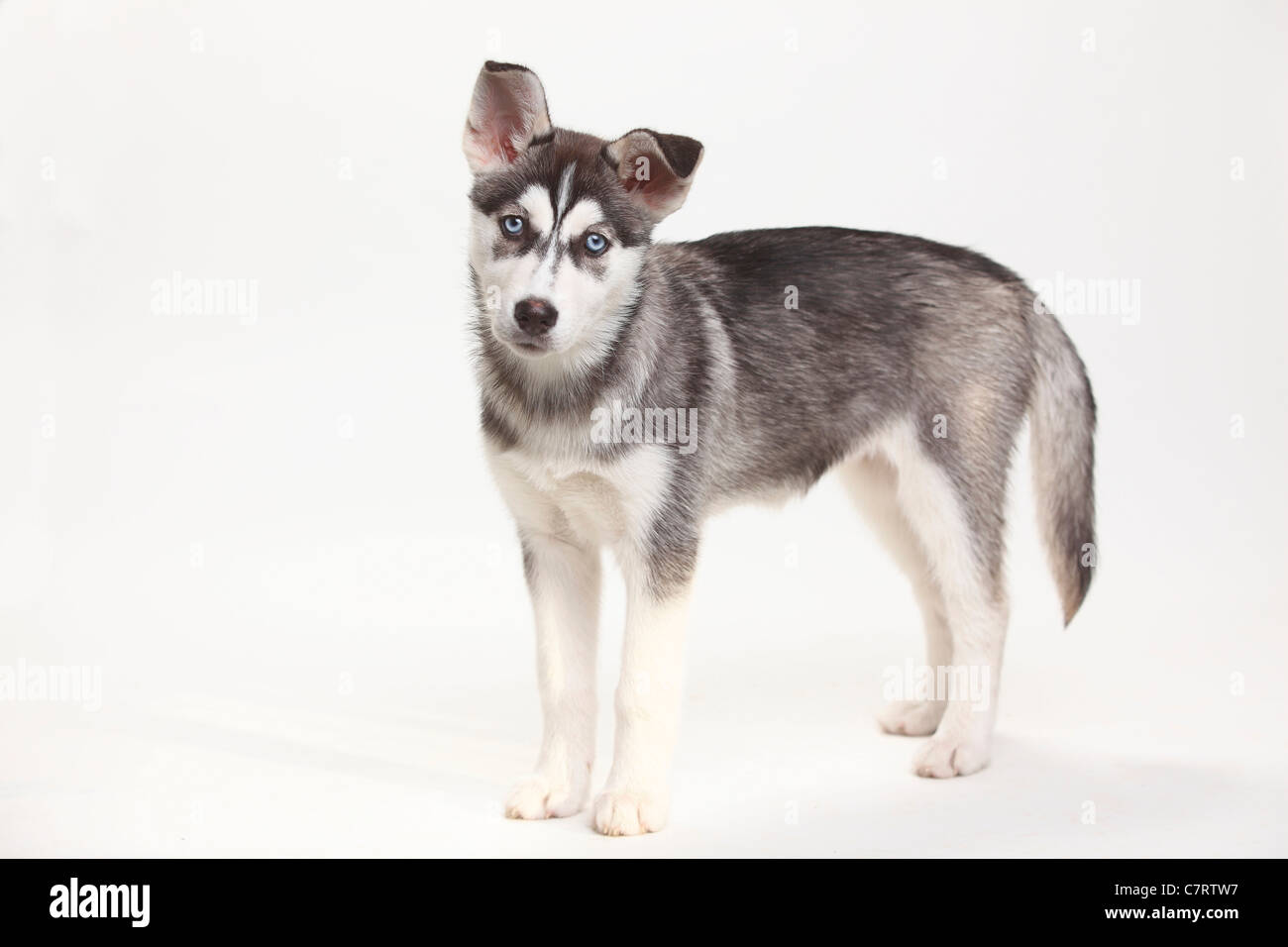 Siberian Husky Welpen, 11 Wochen Stockfoto