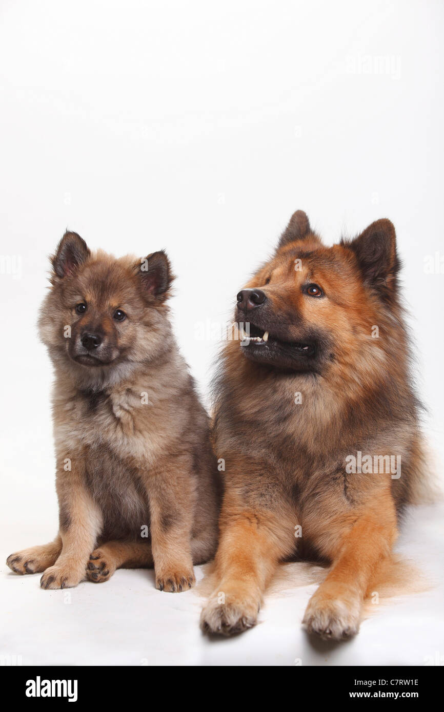 Eurasier mit Welpen, 10 Wochen Stockfoto