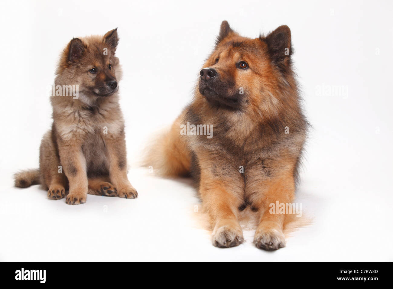 Eurasier mit Welpen, 10 Wochen Stockfoto