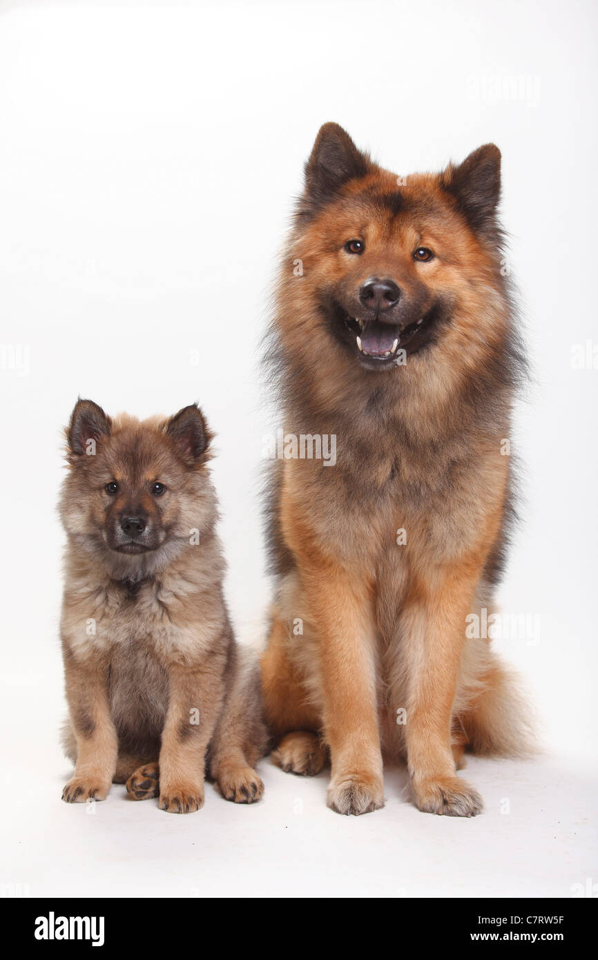 Eurasier mit Welpen, 10 Wochen Stockfoto