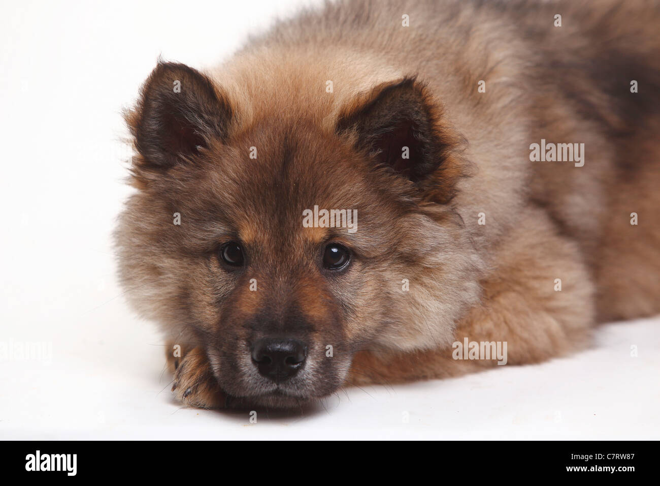 Eurasier, Welpe, 10 Wochen Stockfoto