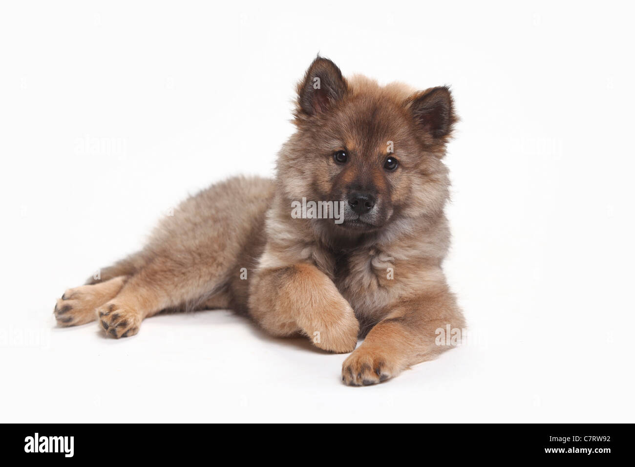 Eurasier, Welpe, 10 Wochen Stockfoto