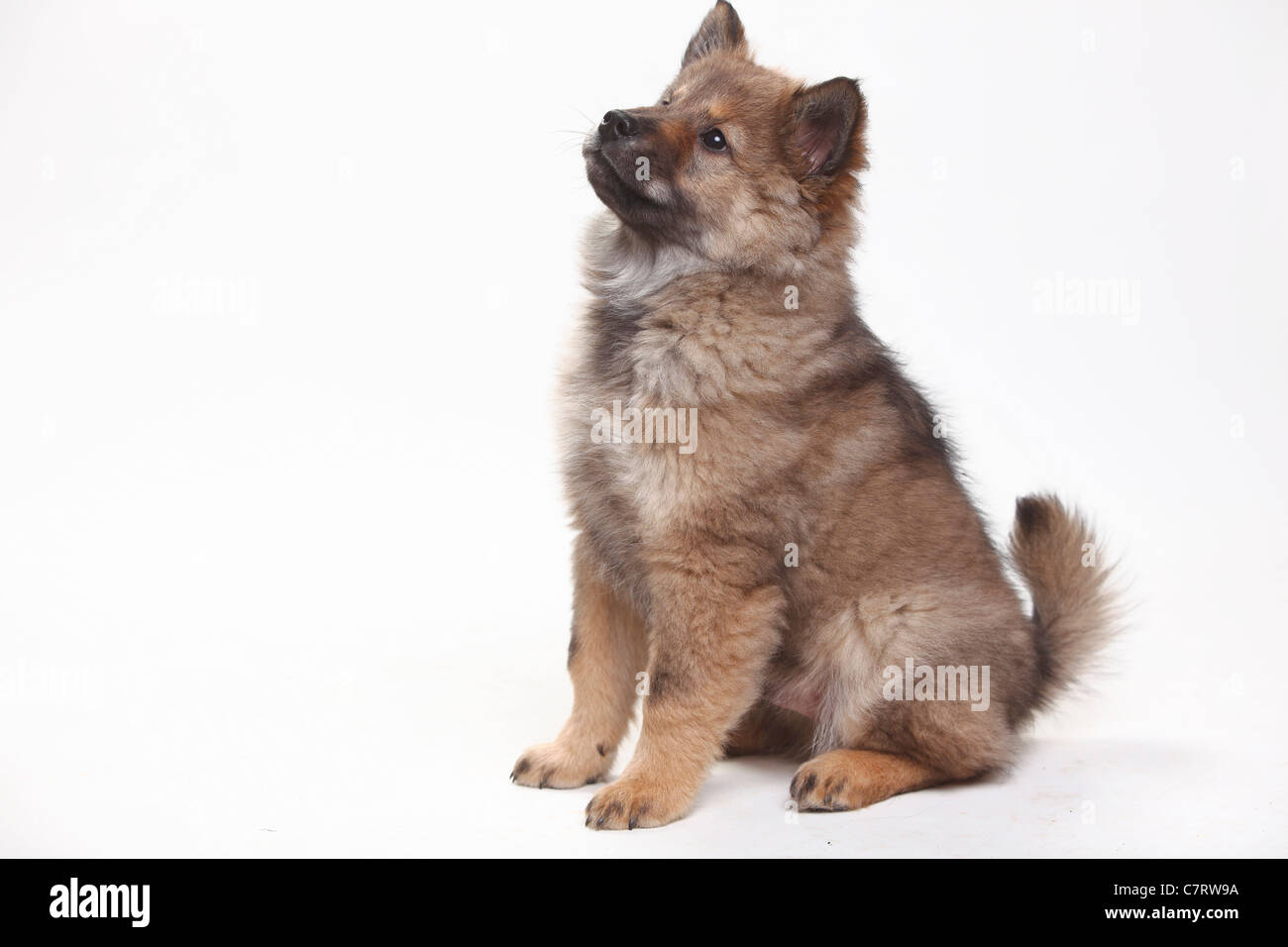 Eurasier, Welpe, 10 Wochen Stockfoto