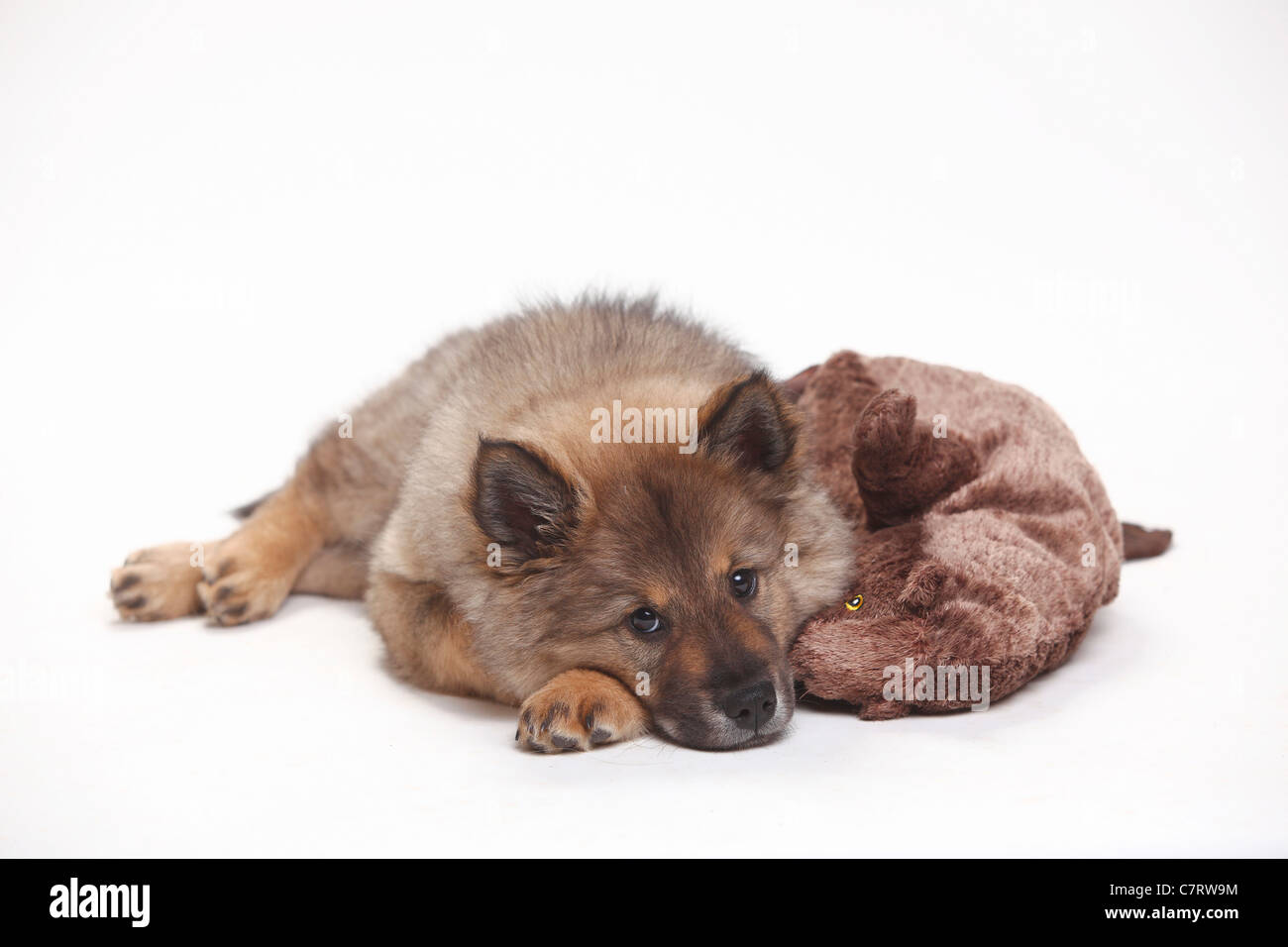 Eurasier, Welpe, 10 Wochen / kuscheliges Spielzeug Stockfoto