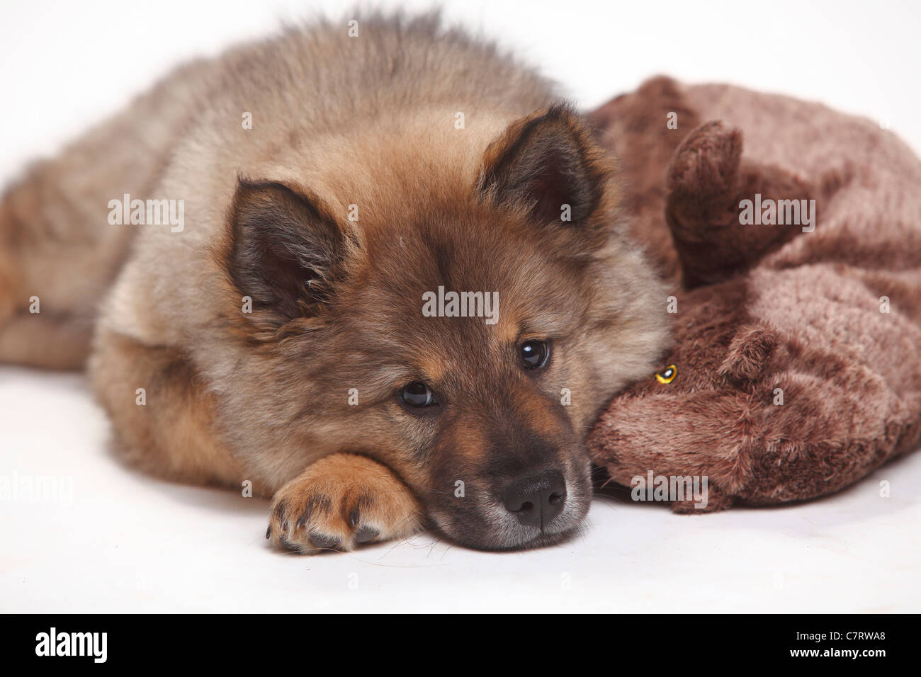 Eurasier, Welpe, 10 Wochen / kuscheliges Spielzeug Stockfoto