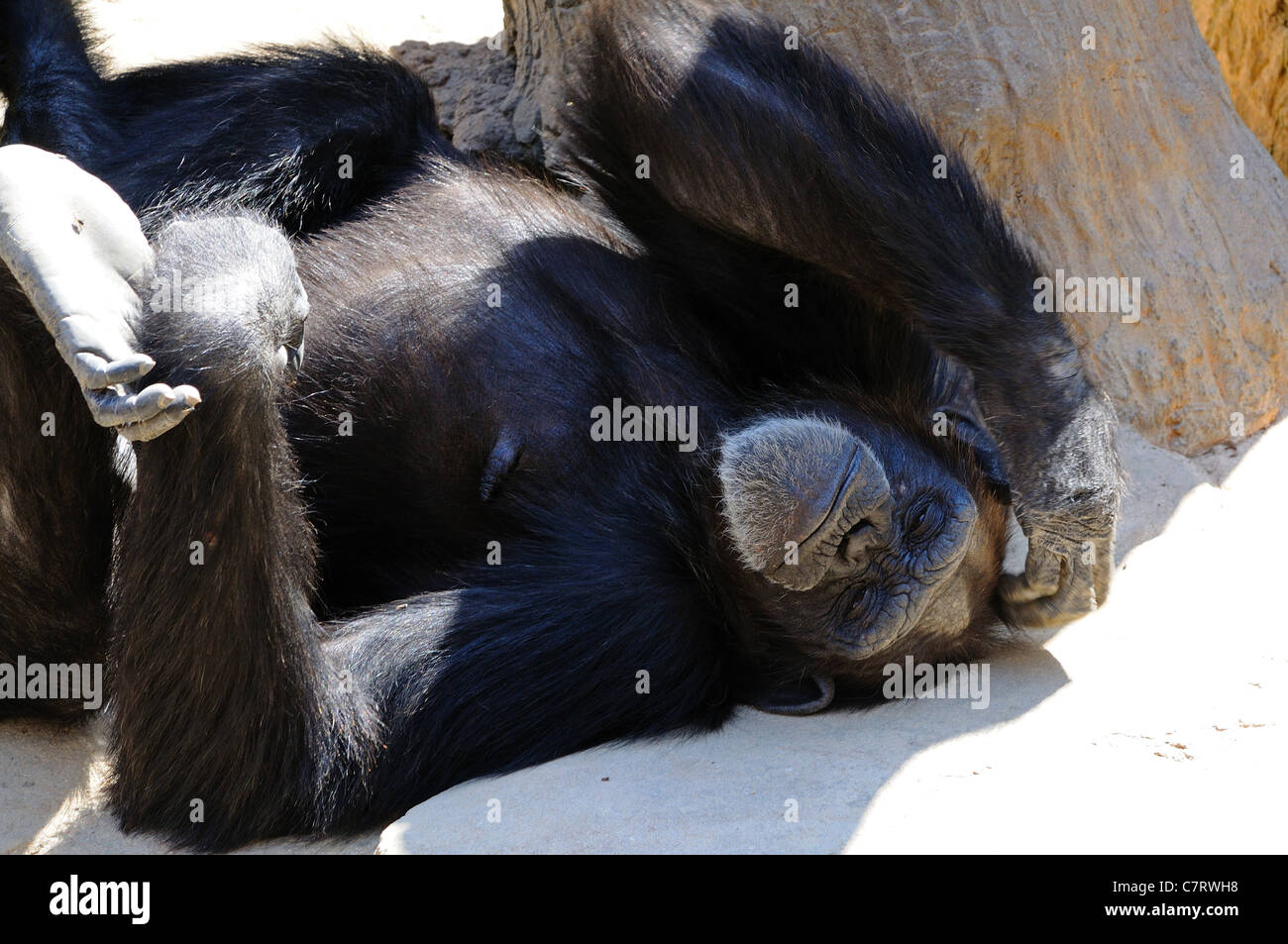 Schimpanse, Fuengirola Zoo (Biopark), Fuengirola, Costa Del Sol, Provinz Malaga, Andalusien, Südspanien, Westeuropa. Stockfoto