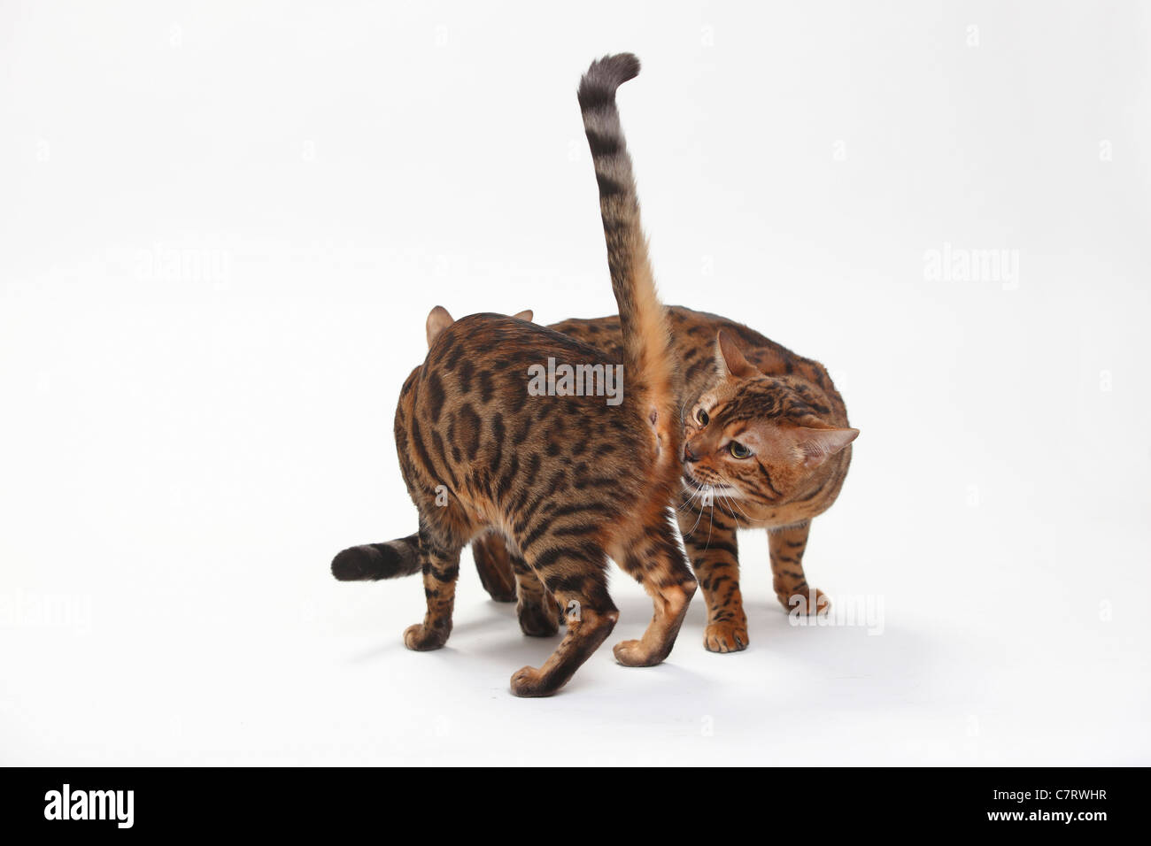 Bengal-Katzen, paar Stockfoto